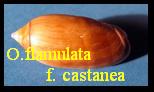 Oliva flamulata f. castanea, Dautzenberg 1910 